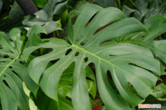 嘉兴适合养什么花,市花和市树是什么品种，嘉兴适合养什么花，市花和市树是什么？