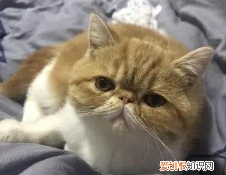 猫咪不经意间漏粑粑 ，猫咪无意识漏尿？
