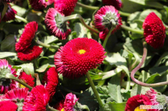 迪庆适合养什么花,市花和市树是什么树，迪庆适合养什么花，市花和市树是什么？