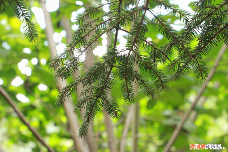 迪庆适合养什么花,市花和市树是什么树，迪庆适合养什么花，市花和市树是什么？