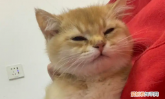 猫咪肠胃炎吐黄水怎么办吃什么药 ，猫咪肠胃炎吐黄水怎么办呀？