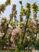 宝鸡赏花的地方，宝鸡适合养什么花，市花和市树是什么？