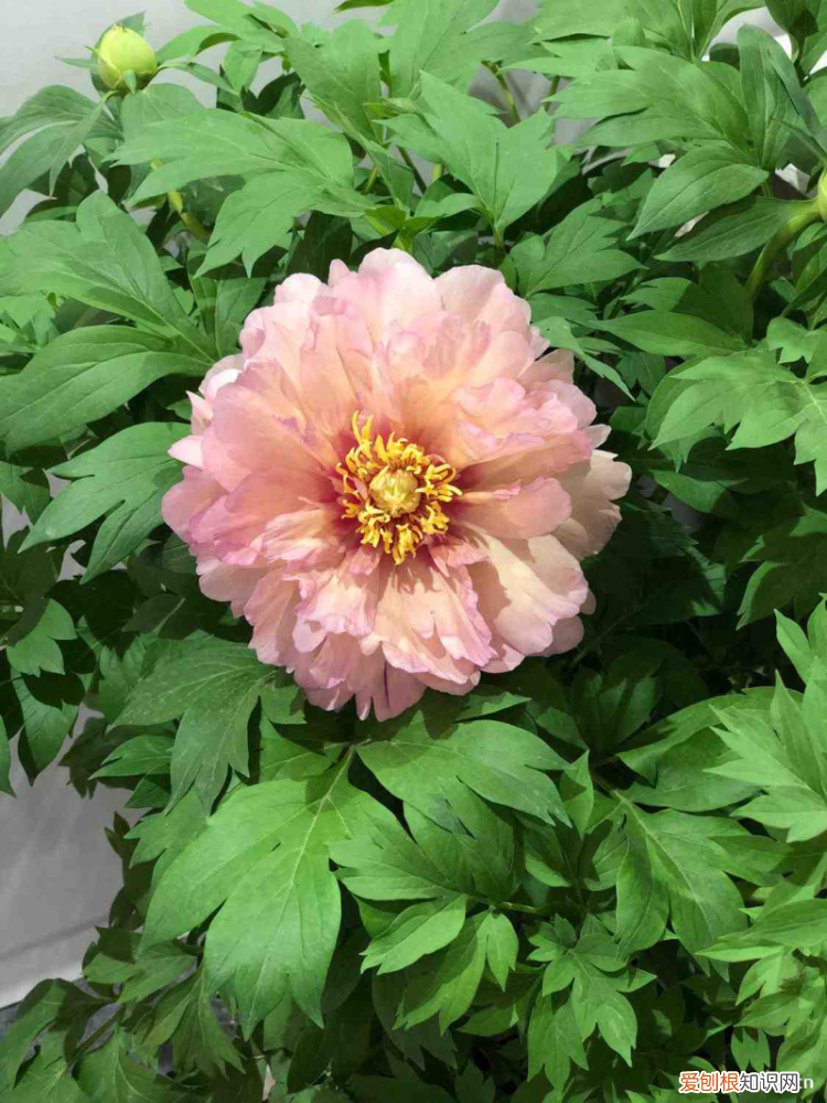 榆林花卉批发市场电话,榆林适合养什么花,市花和市树是什么?