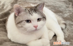 猫咪吃了细棉线怎么办 ，猫咪吃了细棉线怎么办没事吧？