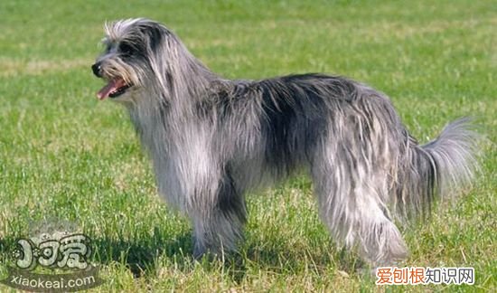 比利牛斯牧羊犬大小便怎么训练，大小便训练方法，宠物狗如何训练大小便