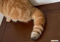猫尾巴神经受损会自愈吗 ，猫尾巴神经受损怎么办？