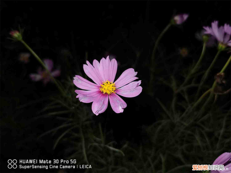 甘南适合养什么花,市花和市树是什么样的品种，甘南适合养什么花，市花和市树是什么？