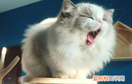 猫毛过敏性鼻炎怎么办 ，抗过敏针多少钱一针？