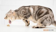 猫配种回来没精神呕吐水 ，猫咪配完以后呕吐？