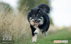 怎么训练芬兰拉普猎犬不叫，芬兰拉普猎犬乱叫训练方法，芬兰拉普猎犬图片