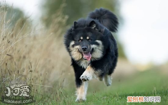 怎么训练芬兰拉普猎犬不叫，芬兰拉普猎犬乱叫训练方法，芬兰拉普猎犬图片