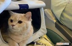 猫咪能上飞机吗 ，宠物猫能带上飞机吗免费的吗？