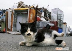 地震了猫有反应吗 ，地震猫咪怎么办？