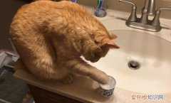 猫身上沾水会得猫藓吗怎么治疗图片 ，猫身上沾水很容易得猫癣吗？
