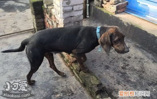 普罗特猎犬捡东西怎么训练,普罗特猎犬衔取东西训练方法,普罗特猎犬几个月开始训练打猎