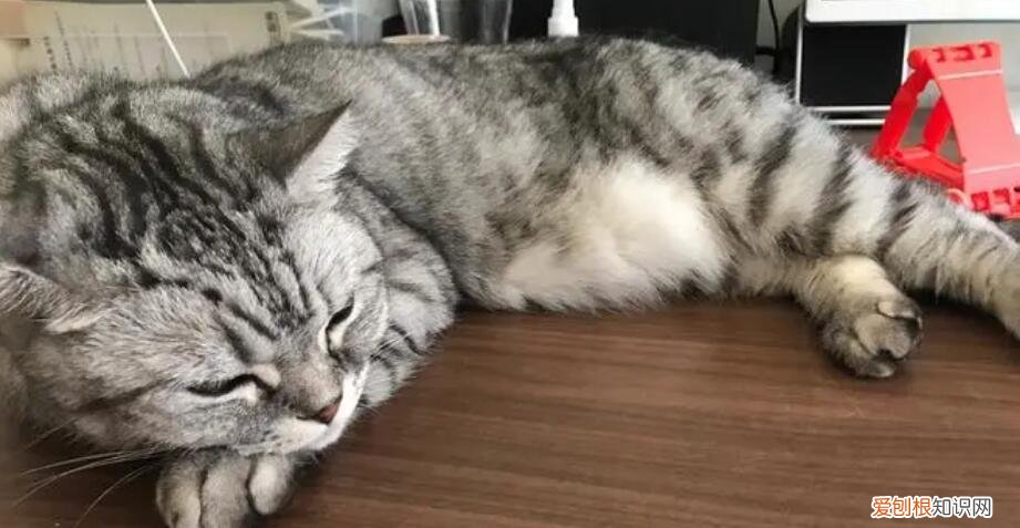 猫咪身体一抽一抽的打喷嚏 ,猫咪身体一抽一抽的打喷嚏怎么回事?