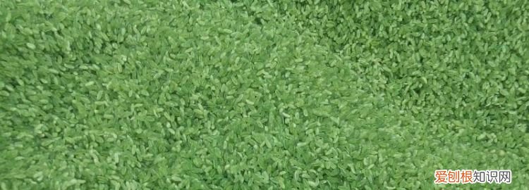 绿色的大米叫什么名字 ，绿色大米有毒吗？