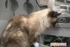 猫咪肝脏受损了能活多久 ，猫咪肝脏受损5大征兆？