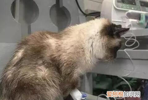猫咪肝脏受损了能活多久 ，猫咪肝脏受损5大征兆？