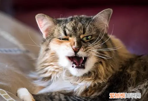 半夜猫咪 ，半夜猫哀嚎什么意思？