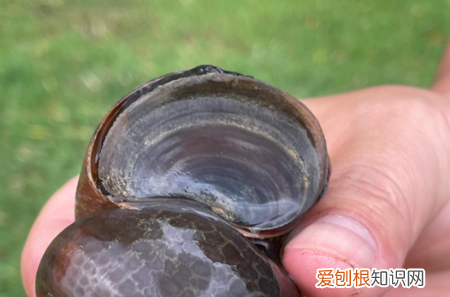 怎么区分福寿螺，怎么区分田螺和福寿螺