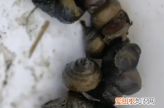 怎么区分福寿螺，怎么区分田螺和福寿螺
