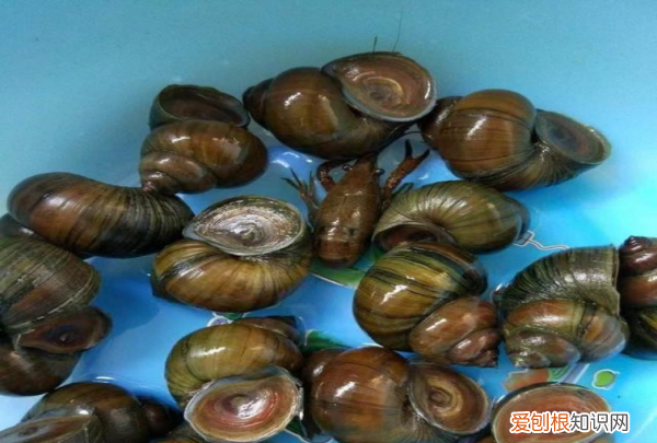 怎么区分福寿螺，怎么区分田螺和福寿螺