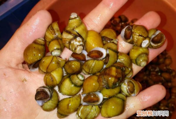 怎么区分福寿螺，怎么区分田螺和福寿螺