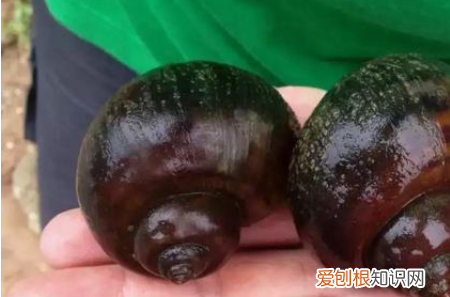 怎么区分福寿螺，怎么区分田螺和福寿螺