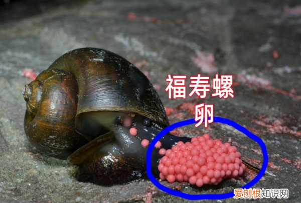 怎么区分福寿螺，怎么区分田螺和福寿螺