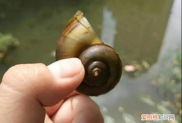 怎么区分福寿螺，怎么区分田螺和福寿螺