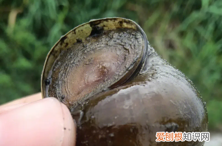 怎么区分福寿螺，怎么区分田螺和福寿螺