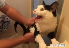 猫被打了一顿性格变了怎么恢复正常 ，猫被打了一顿性格变了怎么恢复记忆？
