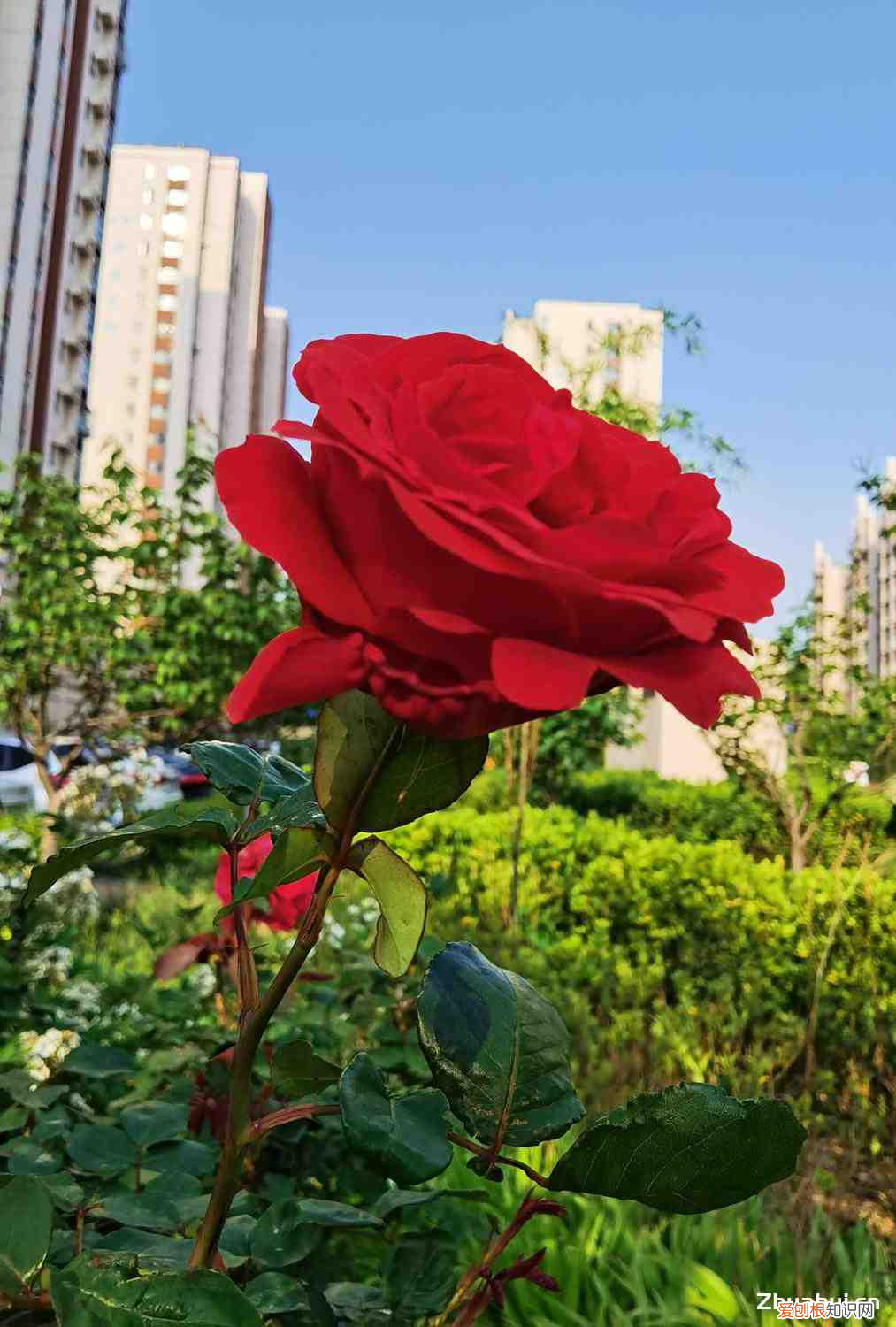 夏天开花的花，夏天花有哪些花？