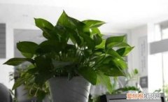 甲醛超标绿萝会死，绿萝长的旺盛是因为甲醛超标吗
