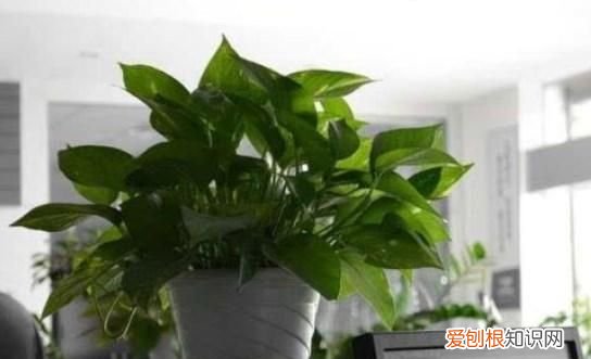 甲醛超标绿萝会死，绿萝长的旺盛是因为甲醛超标吗