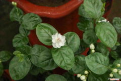 夏天的代表物简笔画，夏天的代表性的植物？