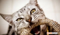 猫乱咬东西怎么办 ，猫老是乱咬东西是什么原因？