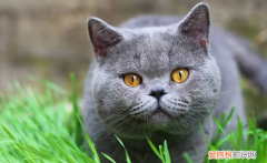 猫掉水里了还能活吗 ，猫掉水里会游泳吗？