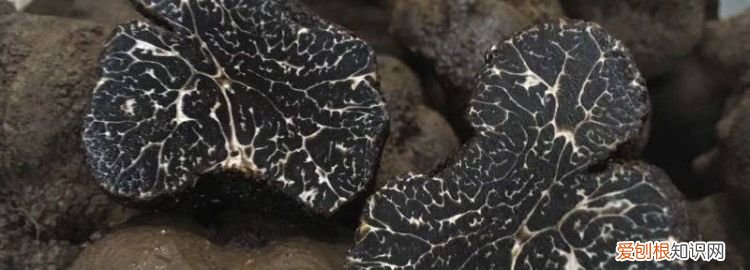 黑松露的保鲜方法 ，黑松露吃不完怎么保存？