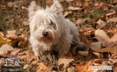 怎么训练苏格兰梗不乱吃，苏格兰梗不乱吃训练方法，苏格兰梗喂养