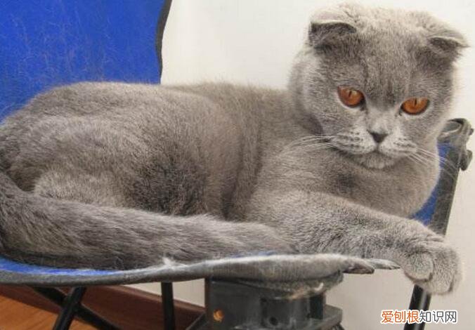 猫咪生产后怎么护理 ，猫咪生产后多久可以洗澡？