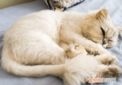 猫咪神经炎怎么办能治好吗 ，猫咪神经炎吃什么药好？