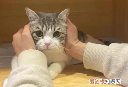 猫咪神经炎多久能治愈好 ,猫咪神经炎多久能治愈正常?