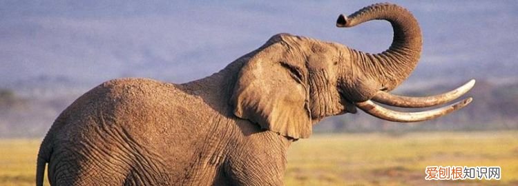 大象什么颜色?大象是什么颜色?大 ，大象是什么颜色的图片 可爱？