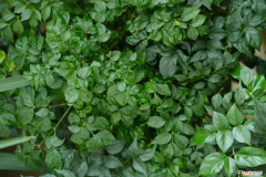 幸福树放哪里最旺财，幸福树摆放禁忌，真正的幸福树是哪一种？