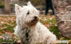 苏格兰梗什么时候训练最好，苏格兰梗训练最佳时期，养苏格兰梗是什么体验