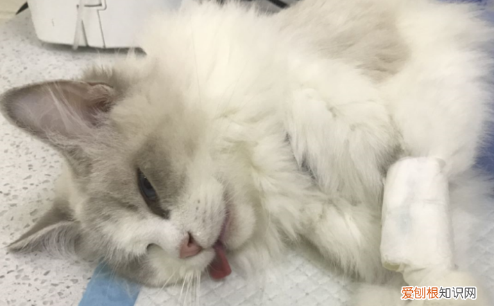 猫生一只穷二只富三只六只 ，猫生一只穷二只富三只古话是什么意思？