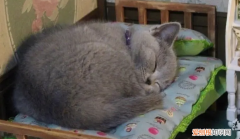 猫鼻子干不吃东西一直睡觉 ，猫鼻子干不爱动没精神？