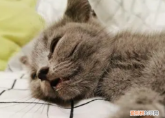猫睡觉呼吸起伏很大什么原因 ，猫睡觉呼吸很用力？